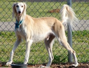 Saluki1