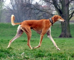 Saluki2