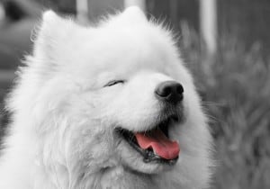 Samoyed