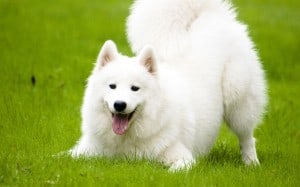 Samoyed1