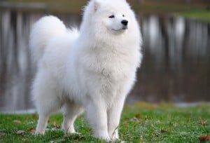 Samoyed2