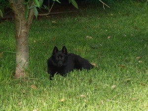 Schipperke