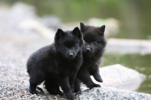 Schipperke1