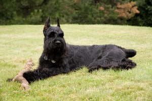 Schnauzer Giant