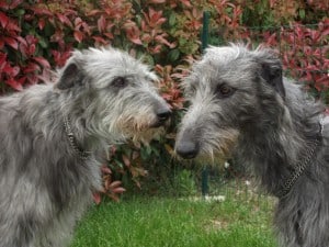 Scottish-Deerhound