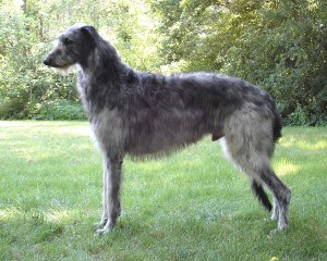 Scottish-Deerhound1