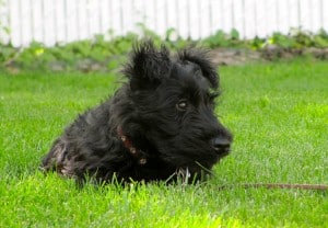 Scottish-Terrier