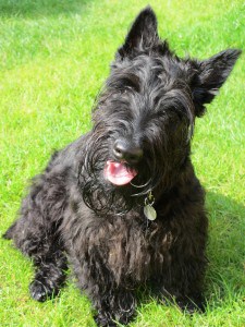 Scottish-Terrier1