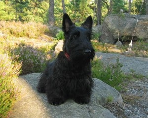 Scottish-Terrier2