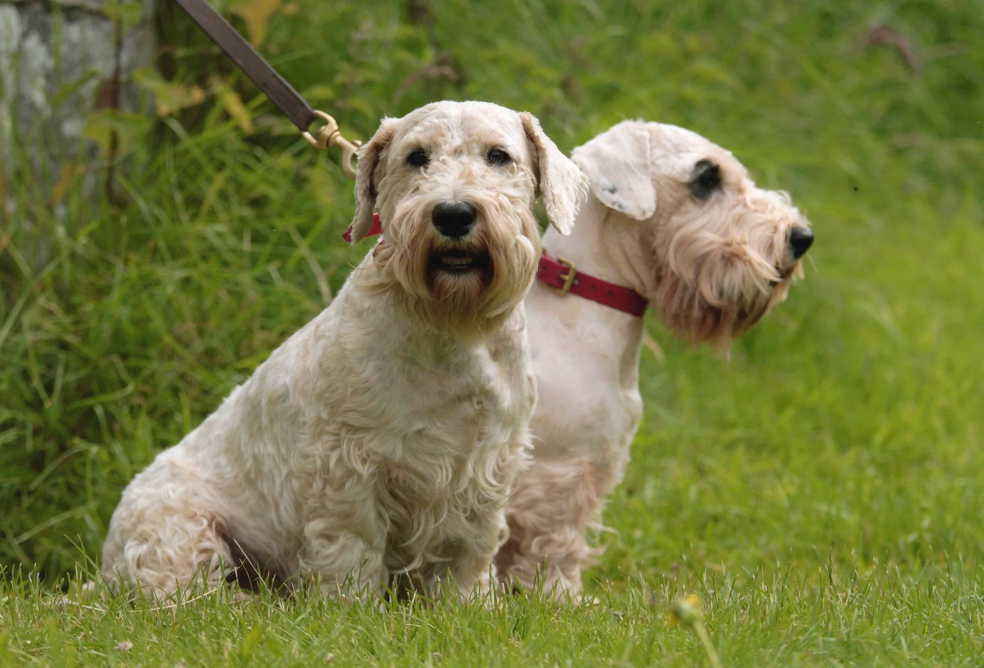 working sealyham terrier