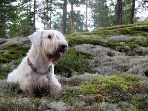 Sealyham-Terrier2