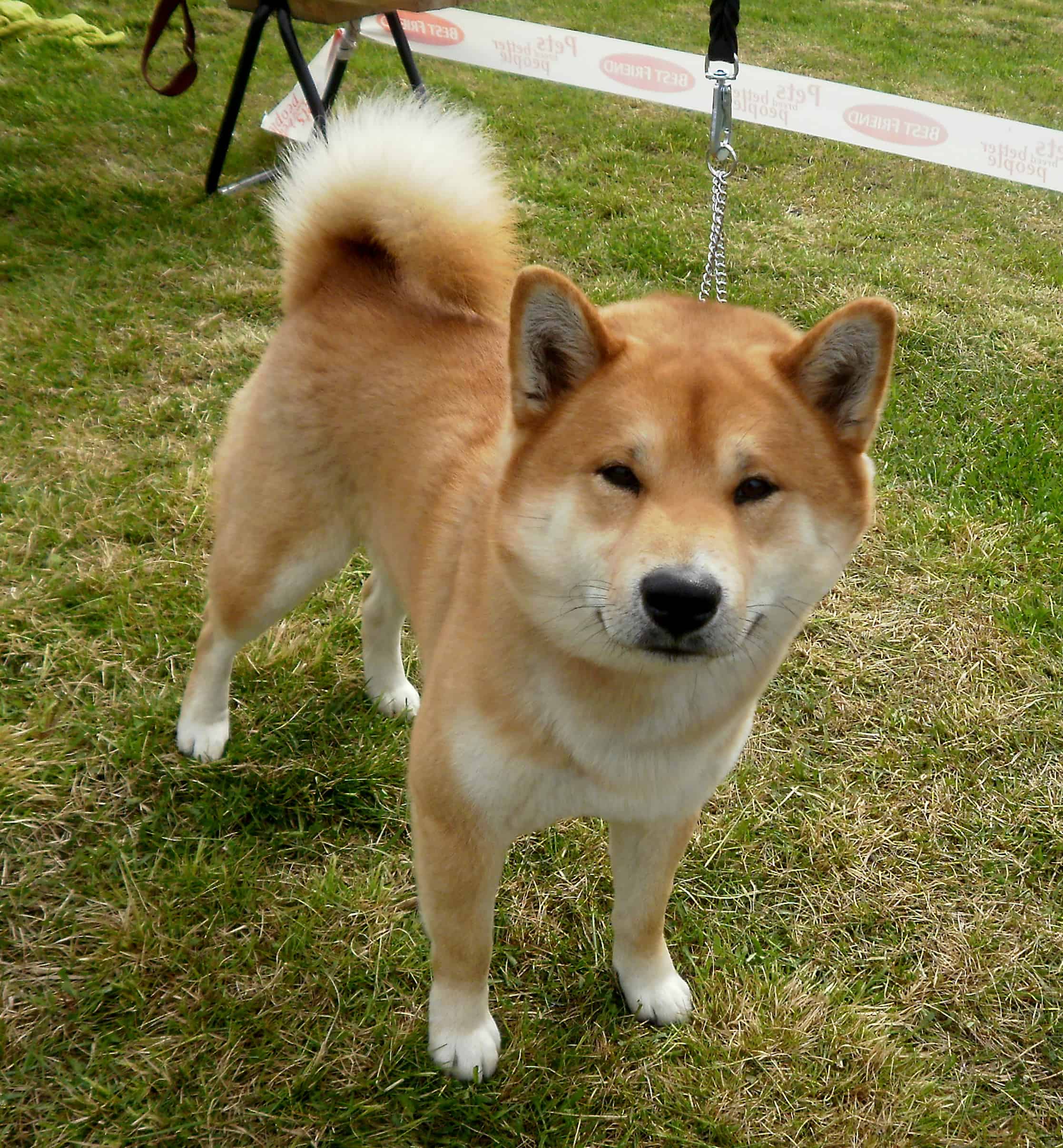 Shiba Inu SpockTheDog