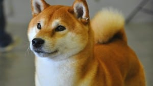 Shiba-Inu1