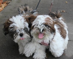 Shih-Tzu