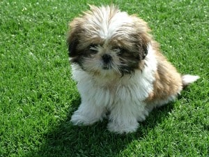 Shih-Tzu2