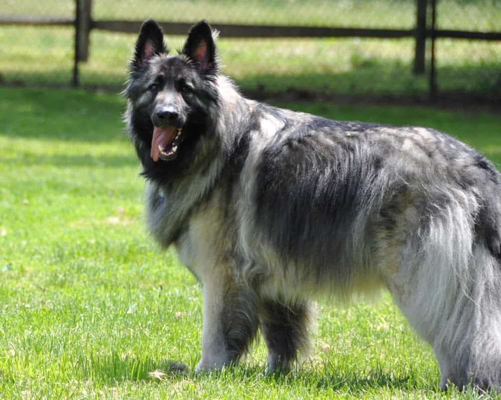 shiloh shepherd husky mix