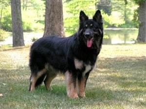 Shiloh-Shepherd1