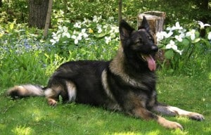 Shiloh-Shepherd2