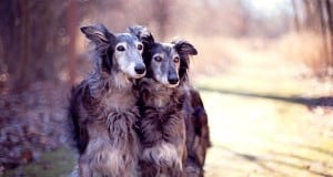 Silken-Windhound