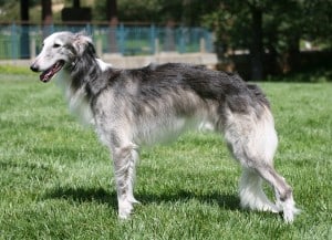 Silken-Windhound1