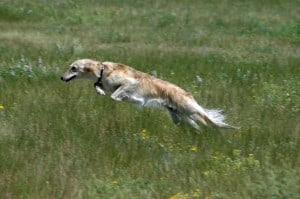 Silken-Windhound2