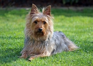 Silky-Terriers