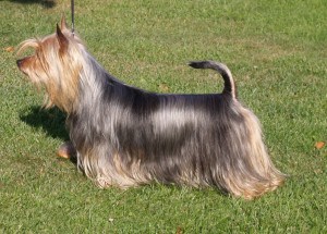 Silky-Terriers2