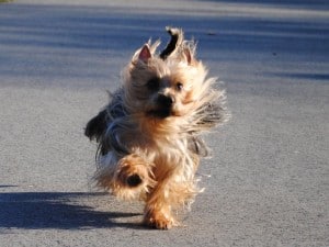 Silky-Terriers3