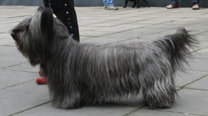 Skye-Terrier1