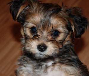 schnauzer yorkie puppy