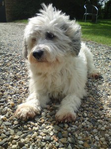 South-Russian-Sheepdogs