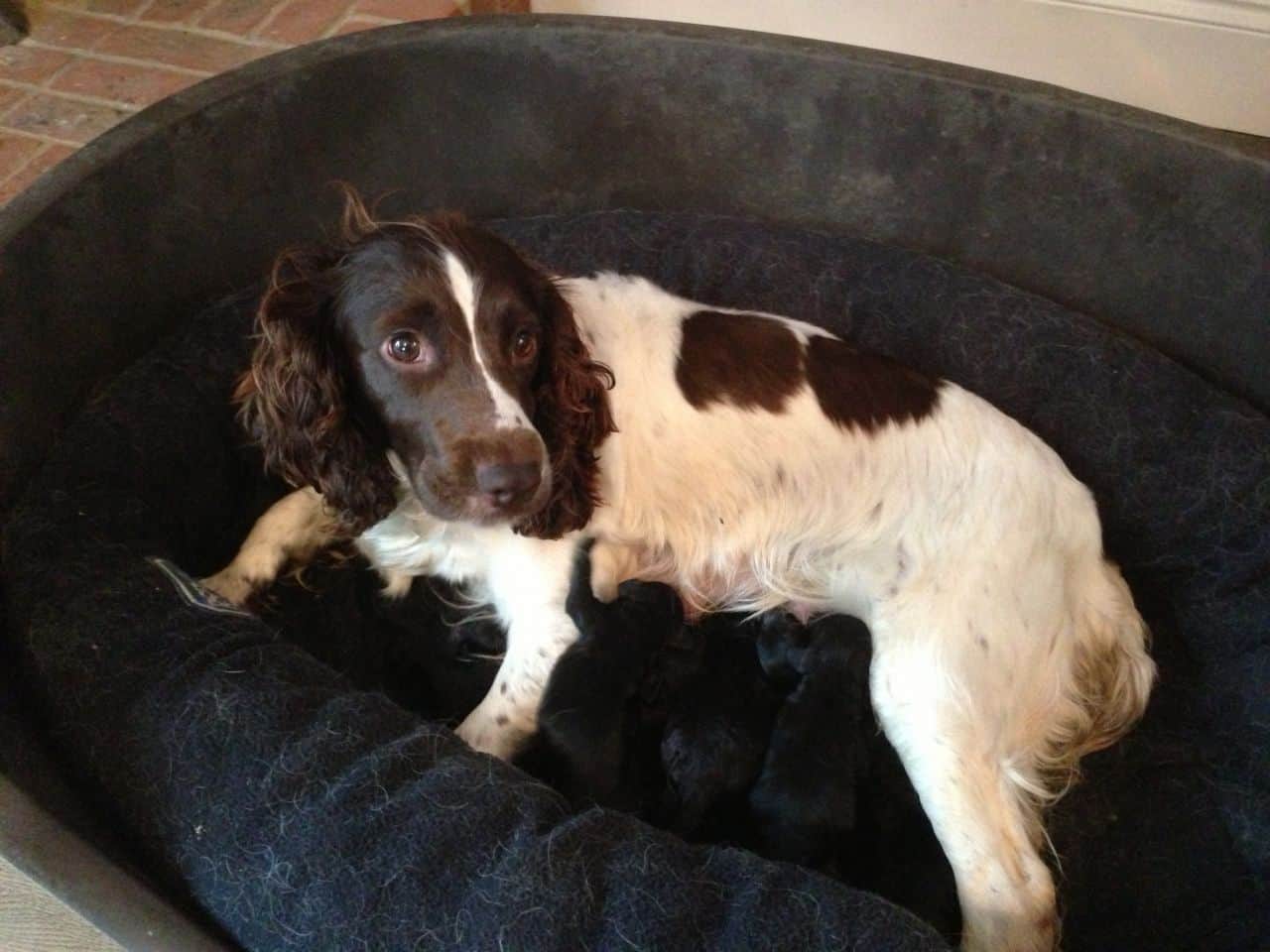 springer spaniel crossed with a poodle