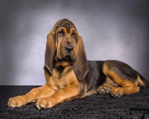 St.-Hubert-Hound