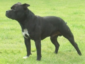 Staffordshire-Bull-Terrier