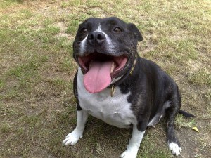 Staffordshire-Bull-Terrier1