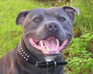 Staffordshire-Bull-Terrier2