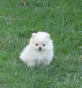 Standard-German-Spitz