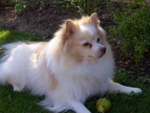 Standard-German-Spitz1