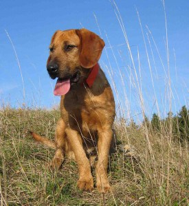 Styrian-Rough-Haired-Mountain-Hound