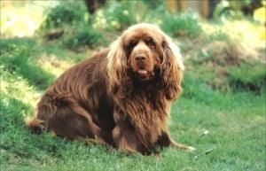 Sussex-Spaniel