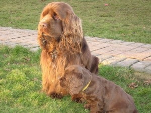 Sussex-Spaniel1