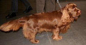 Sussex-Spaniel2