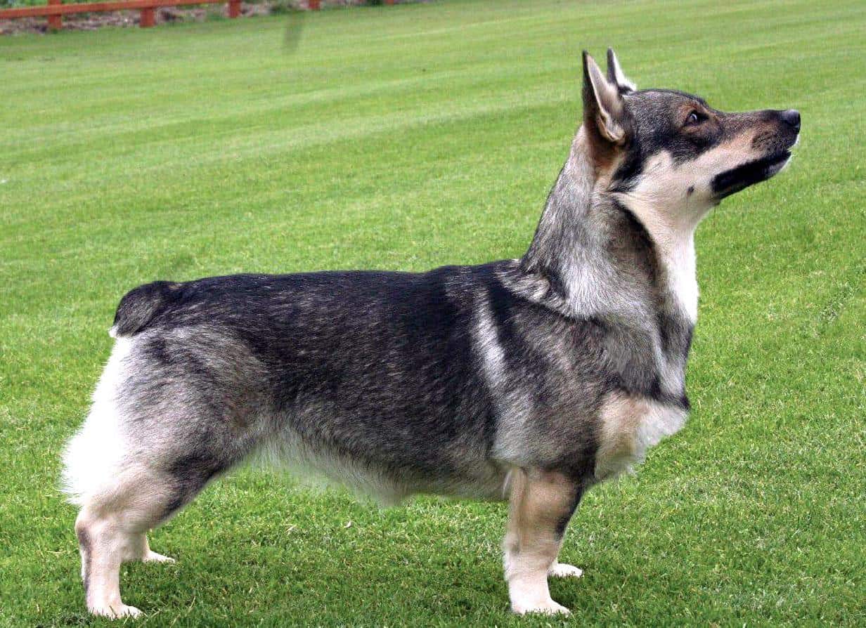 swedish cattle dog