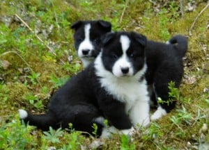 Tahltan-Bear-Dog