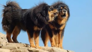 Tibetan-Mastiff