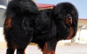 Tibetan-Mastiff1