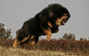 Tibetan-Mastiff2
