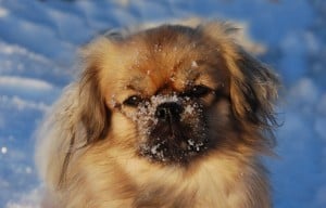 Tibetan-Spaniel