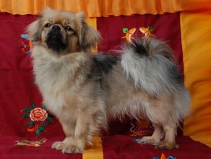 Tibetan-Spaniel1