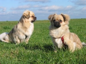 Tibetan-Spaniel2